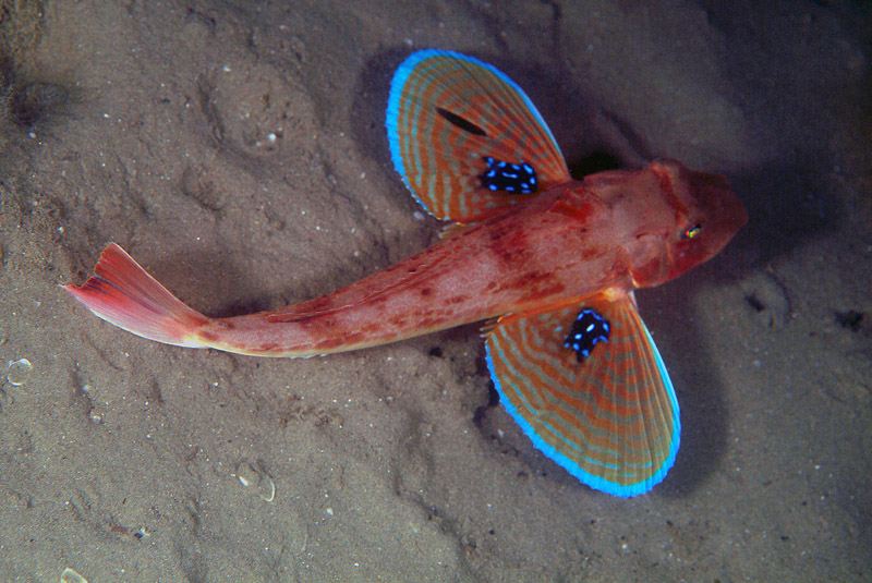 Triglide da determinare (Chelidonichthys lucerna)